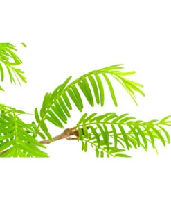 Outdoor-Bonsai Urweltmammutbaum - Metasequoia Glyptostroboides 5 Outdoor-Bonsai Urweltmammutbaum - Metasequoia Glyptostroboides -Haus Pflanzen Welt 8286205 PR DE 001 UrweltmammutbaumMetasequoiaT20DehnerExpressHerzig