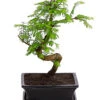 Outdoor-Bonsai Urweltmammutbaum - Metasequoia Glyptostroboides 2 Outdoor-Bonsai Urweltmammutbaum - Metasequoia Glyptostroboides -Haus Pflanzen Welt 8286205 PR FS 001 UrweltmammutbaumMetasequoiaT20DehnerExpressHerzig