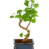 Outdoor-Bonsai Ginkgobaum - Ginkgo Biloba -Haus Pflanzen Welt 8286254 PR FS 001 GinkoBilobaT20DehnerExpressHerzig