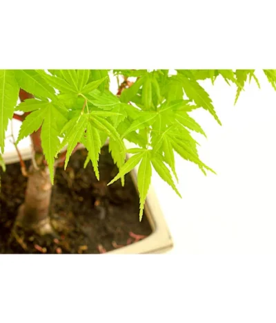 Outdoor-Bonsai Ahorn - Acer Palmatum 5 Outdoor-Bonsai Ahorn - Acer Palmatum -Haus Pflanzen Welt 8286288 PR DE 001 AhornAcerPalmatumAtropurpureumOhneUnterschaleT15DehnerExpressHerzig