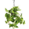 Baumfreund - Philodendron Scandens 'Brasil', Ampel 1 Baumfreund - Philodendron Scandens 'Brasil', Ampel -Haus Pflanzen Welt 8286544 WE FS 001 ScindapsusScandensBrasiDehnerExpressHerzig