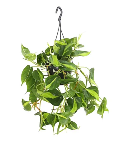 Baumfreund - Philodendron Scandens 'Brasil', Ampel