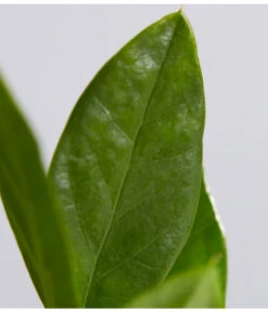 Glücksfeder - Zamioculcas Zamiifolia -Haus Pflanzen Welt 8287716 PR DE 001 GluecksfederZamioculcasZamiifoliaT11DehnerExpressZS