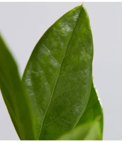 Glücksfeder - Zamioculcas Zamiifolia -Haus Pflanzen Welt 8287716 PR DE 001 GluecksfederZamioculcasZamiifoliaT11DehnerExpressZS