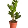 Glücksfeder - Zamioculcas Zamiifolia 1 Glücksfeder - Zamioculcas Zamiifolia -Haus Pflanzen Welt 8287716 PR FS 001 GluecksfederZamioculcasZamiifoliaT11DehnerExpressZS