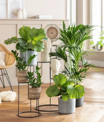 Glücksfeder - Zamioculcas Zamiifolia -Haus Pflanzen Welt 8287716 WE MO 001 HomegardenTrendflaeche 2022 02