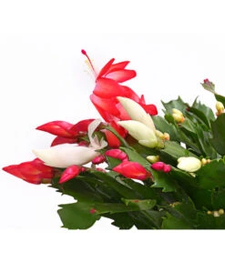 Weihnachtskaktus-Duo - Schlumbergera X Buckleyi 5 Weihnachtskaktus-Duo - Schlumbergera X Buckleyi -Haus Pflanzen Welt 8288151 WE DE 001 WeihnachtskaktusSchlumbergeraTwinT12DehnerExpressHerzig