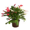 Weihnachtskaktus-Duo - Schlumbergera X Buckleyi -Haus Pflanzen Welt 8288151 WE FS 001 WeihnachtskaktusSchlumbergeraTwinT12DehnerExpressHerzig