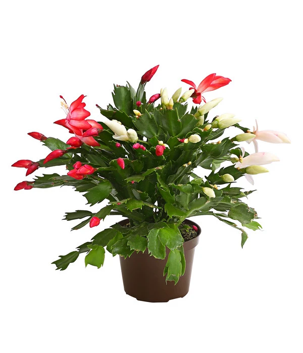 Weihnachtskaktus-Duo - Schlumbergera X Buckleyi 3 Weihnachtskaktus-Duo - Schlumbergera X Buckleyi
