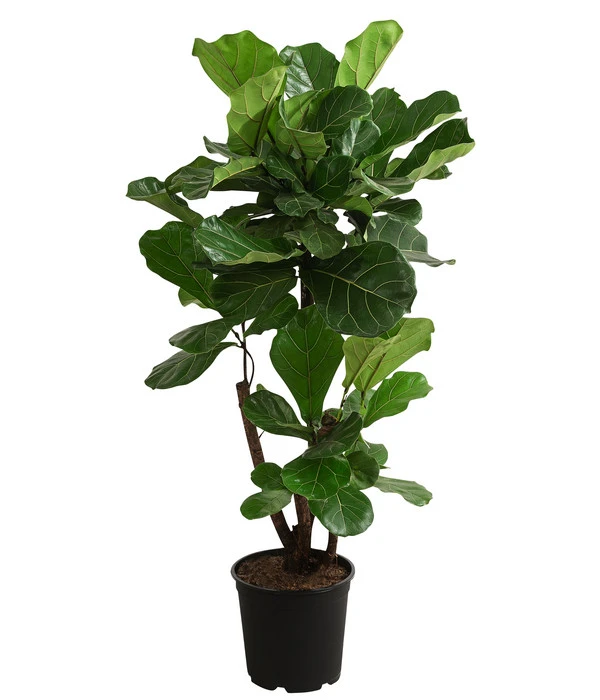 Geigenfeige - Ficus Lyrata, Verzweigt 3 Geigenfeige - Ficus Lyrata, Verzweigt