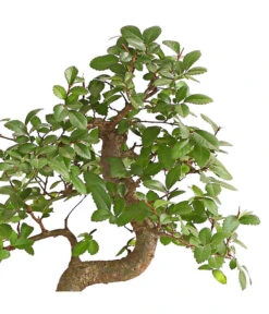 Bonsai Japanische Zelkove - Zelkova Serrata -Haus Pflanzen Welt 8288789 PR DE 001 BonsaiZelkovaMitUnterschaleSFormT20DehnerExpressHerzig