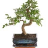 Bonsai Japanische Zelkove - Zelkova Serrata -Haus Pflanzen Welt 8288789 WE FS 001 BonsaiZelkovaMitUnterschaleSFormT20DehnerExpressHerzig