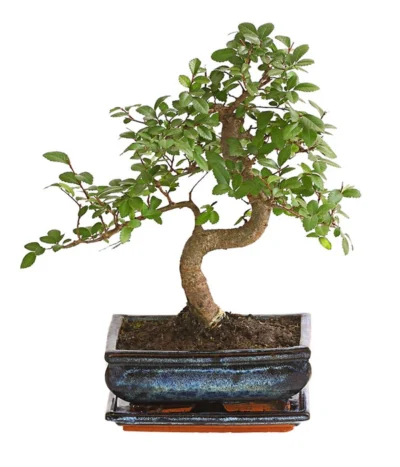 Bonsai Japanische Zelkove - Zelkova Serrata