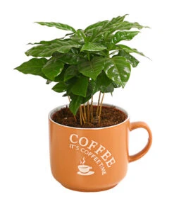 Kaffeepflanze - Coffea Arabica, Verschiedene Sorten, In Keramik -Haus Pflanzen Welt 8290074 WE FS 001 CoffeaInHenkeltasseT12DehnerExpressHerzig