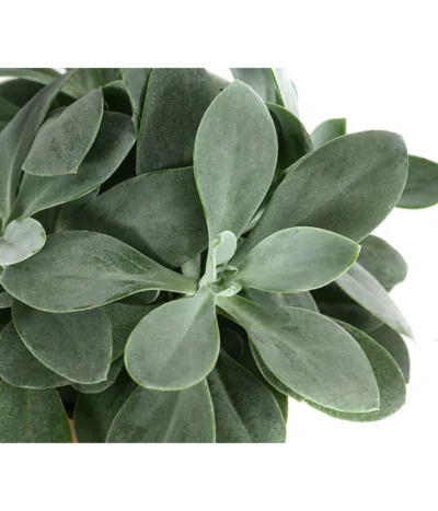 Kreuzkraut - Senecio Cephalophorus 11 Kreuzkraut - Senecio Cephalophorus -Haus Pflanzen Welt 8290652 WE DE 001 SenecioCephalophorusT12