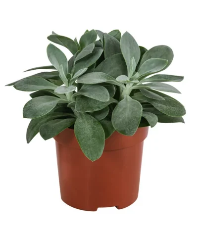 Kreuzkraut - Senecio Cephalophorus