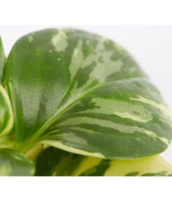 Peperomie - Peperomia Obtusifolia Variegata 'Golden Genua' -Haus Pflanzen Welt 8290975 PR DE 001 PeperomiaObtusifoliaVariegataBuntT11DehnerExpressZS