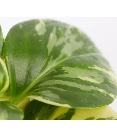 Peperomie - Peperomia Obtusifolia Variegata 'Golden Genua' -Haus Pflanzen Welt 8290975 PR DE 001 PeperomiaObtusifoliaVariegataBuntT11DehnerExpressZS