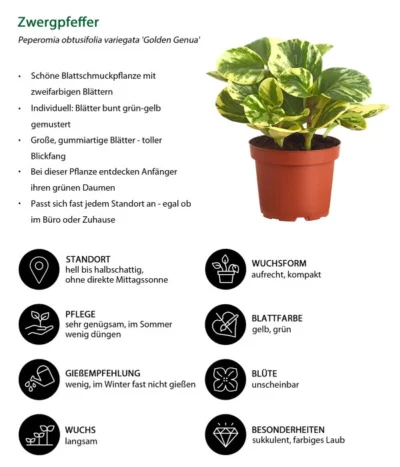Peperomie - Peperomia Obtusifolia Variegata 'Golden Genua' -Haus Pflanzen Welt 8290975 WE IG 001 PeperomiaObtusifoliaVariegataBuntT11DehnerExpressZS