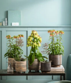 Kalanchoe - Kalanchoe Humilis 'Desert Surprise' -Haus Pflanzen Welt 8292807 WE MO 001 KalanchoeMagicBellsT14 TOK Kalanchoe GC11 2022