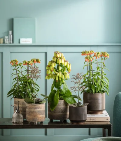 Kalanchoe - Kalanchoe Humilis 'Desert Surprise' -Haus Pflanzen Welt 8292807 WE MO 001 KalanchoeMagicBellsT14 TOK Kalanchoe GC11 2022