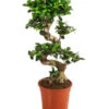 Chinesische Feige - Ficus Microcarpa 'Ginseng' -Haus Pflanzen Welt 8294274 PR FS 001 FicusGinsengT22