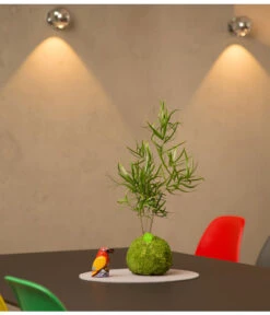 Kibonu Zierspargel - Asparagus Cultivars 'Mahira' 5 Kibonu Zierspargel - Asparagus Cultivars 'Mahira' -Haus Pflanzen Welt 8294829 PR MO 001 KibonuMahiraTischHerstellerbild