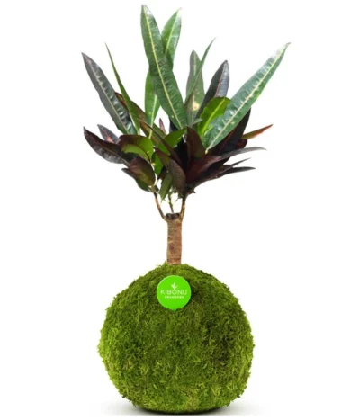 Kibonu Wunderstrauch - Codiaeum Variegatum 'Yelda'