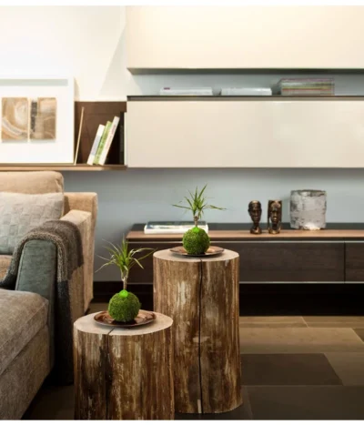 Kibonu Drachenbaum - Dracaena 'Galaxia' -Haus Pflanzen Welt 8294894 PR MO 001 KibonuGalaxiaHolzHerstellerbild