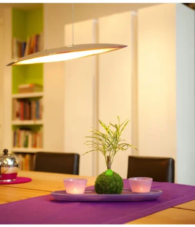 Kibonu Wunderstrauch - Codiaeum Variegatum 'Soley' -Haus Pflanzen Welt 8294910 PR MO 001 KibonuSoleyAufEsstischHerstellerbild