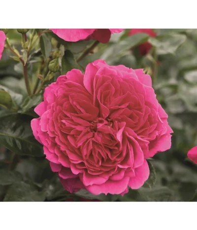 Nostalgie®-Strauchrose 'Soul®'