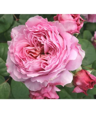 Nostalgie®-Edelrose 'Eisvogel®' -Haus Pflanzen Welt 8294977 PR DE 013 NostalgieEdelroseEisvogelTantau