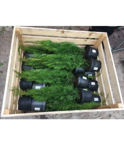 31 Meter Lebensbaum 'Smaragd', 125 X Ca. 40-60 Cm -Haus Pflanzen Welt 8295149 WE FS 001 ThujaPalette3Liter