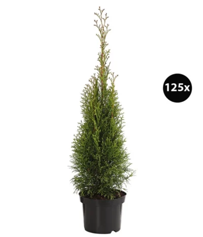 31 Meter Lebensbaum 'Smaragd', 125 X Ca. 40-60 Cm