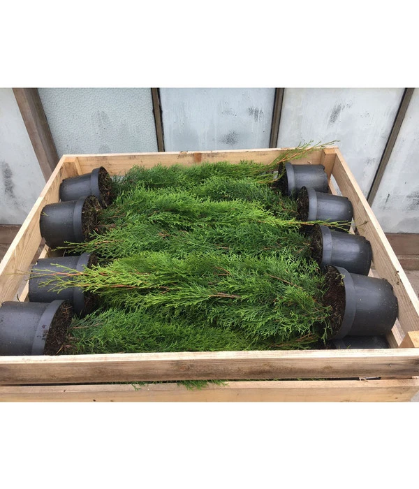 14 Meter Lebensbaum 'Brabant', 40 X Ca. 80-100 Cm 4 14 Meter Lebensbaum 'Brabant', 40 X Ca. 80-100 Cm – Bild 2