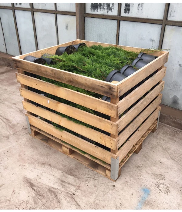 24 Meter Lebensbaum 'Smaragd', 80 X Ca. 60-80 Cm 6 24 Meter Lebensbaum 'Smaragd', 80 X Ca. 60-80 Cm – Bild 4