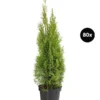 24 Meter Lebensbaum 'Smaragd', 80 X Ca. 60-80 Cm 2 24 Meter Lebensbaum 'Smaragd', 80 X Ca. 60-80 Cm -Haus Pflanzen Welt 8295156 WE FS 004 LebensbaumThujsaOccidentalisSmaragd80x
