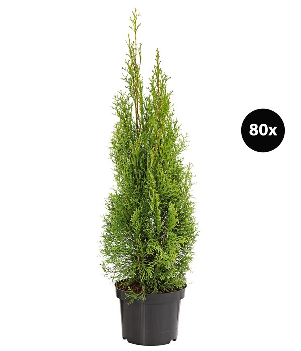 24 Meter Lebensbaum 'Smaragd', 80 X Ca. 60-80 Cm 3 24 Meter Lebensbaum 'Smaragd', 80 X Ca. 60-80 Cm