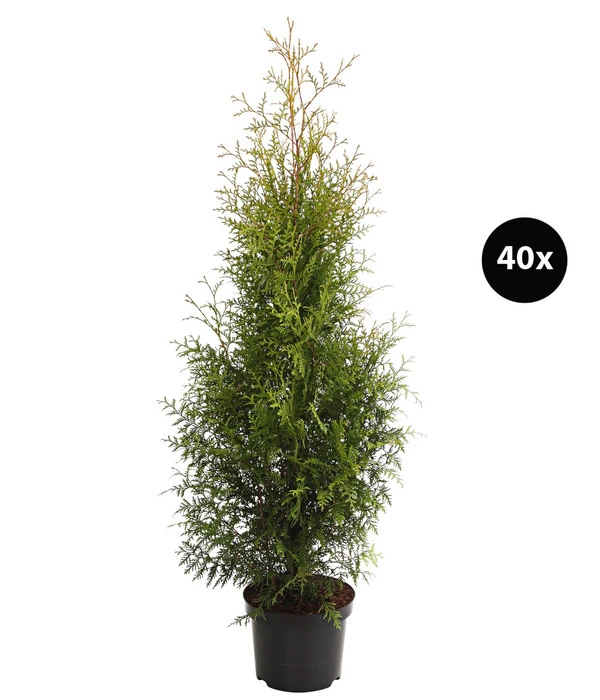 14 Meter Lebensbaum 'Brabant', 40 X Ca. 80-100 Cm 3 14 Meter Lebensbaum 'Brabant', 40 X Ca. 80-100 Cm