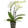 Midi Schmetterlingsorchidee - Phalaenopsis Cultivars, Weiß -Haus Pflanzen Welt 8295297 WE FS 001 SchmetterlingsorchideePhalaenopsisHybrideTableDance2TrieberDehnerExpressHerzig