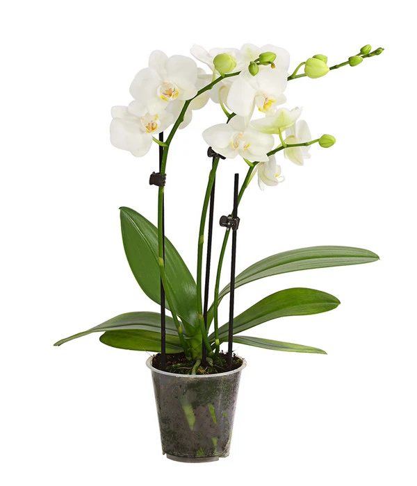 Midi Schmetterlingsorchidee - Phalaenopsis Cultivars, Weiß 3 Midi Schmetterlingsorchidee - Phalaenopsis Cultivars, Weiß
