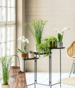 Grünlilie - Chlorophytum Comosum 'Bonnie' -Haus Pflanzen Welt 8295297 WE MO 001 PhalaenopsisMidiWeissCyperusGC052021 2