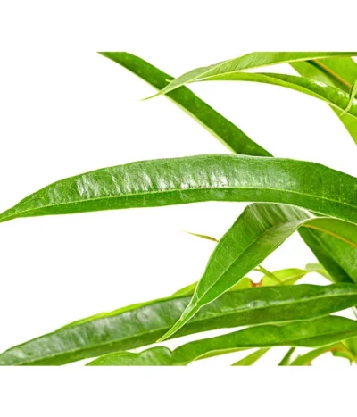 Langblättriger Feigenbaum - Ficus Binnendijkii 'Alii' 7 Langblättriger Feigenbaum - Ficus Binnendijkii 'Alii' -Haus Pflanzen Welt 8296006 PR DE 001 FicusAliiT17DehnerExpressHerzig