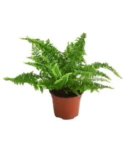 Schwertfarn - Nephrolepis Exaltata 'Corditas'