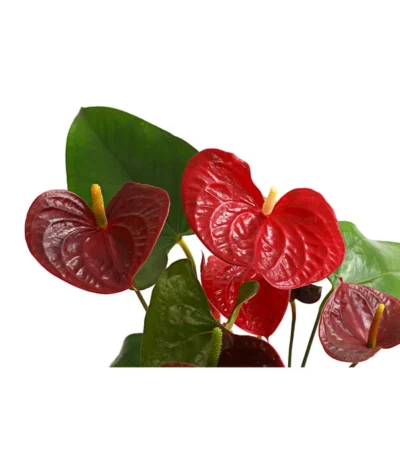 Große Flamingoblume - Anthurium Andreanum 'Otazu' -Haus Pflanzen Welt 8297137 WE DE 001 FlamingoblumeAnthuriumOtazuT14DehnerExpressHerzig