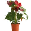 Große Flamingoblume - Anthurium Andreanum 'Otazu' -Haus Pflanzen Welt 8297137 WE FS 001 FlamingoblumeAnthuriumOtazuT14DehnerExpressHerzig