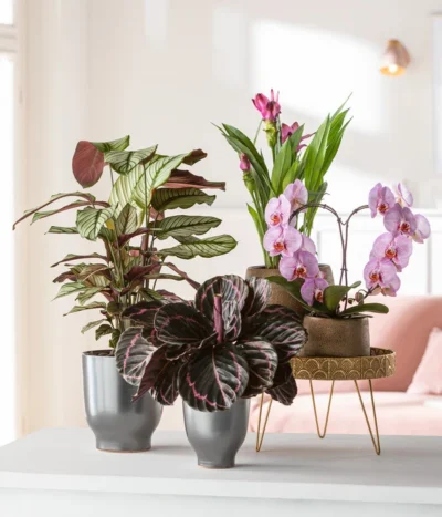 Korbmarante - Calathea Roseopicta 'Medallion' 6 Korbmarante - Calathea Roseopicta 'Medallion' -Haus Pflanzen Welt 8297186 8280505 4450722 WE MO MatheaBellakorbmaranteMedallionSchmetterlingsorchidee