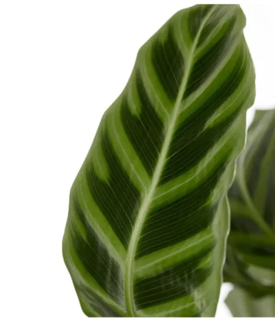 Korbmarante - Calathea Zebrina -Haus Pflanzen Welt 8297236 PR DE 001 CalatheaZebrinaKorbmaranteT19DehnerExpressZS