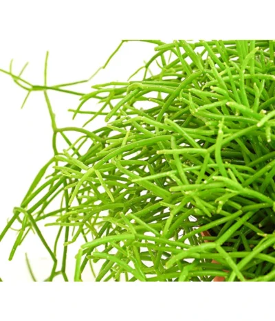 Binsenkaktus - Rhipsalis Cultivars, Verschiedene Sorten 12 Binsenkaktus - Rhipsalis Cultivars, Verschiedene Sorten -Haus Pflanzen Welt 8297434 PR DE 001 RhipsalisCassuthaDehnerExpressHerzig