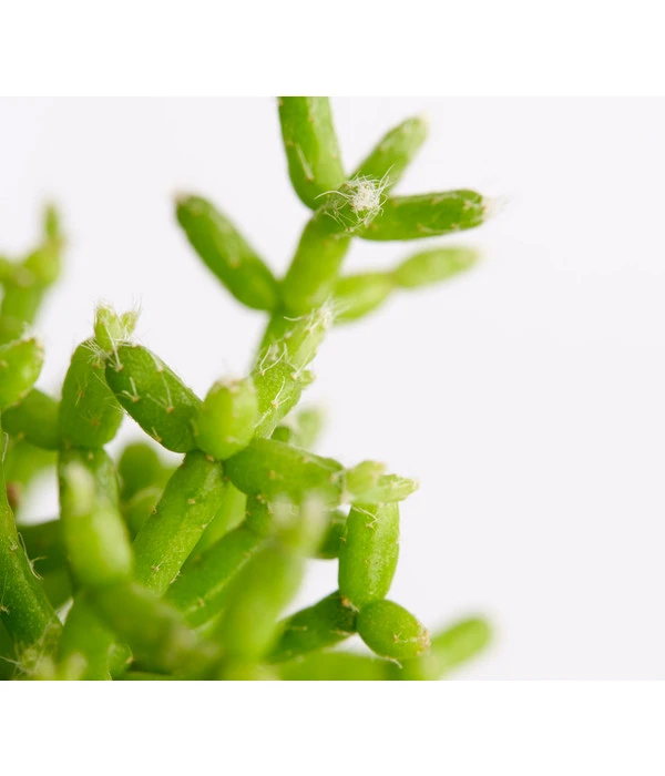 Binsenkaktus - Rhipsalis Cultivars, Verschiedene Sorten 6 Binsenkaktus - Rhipsalis Cultivars, Verschiedene Sorten – Bild 4